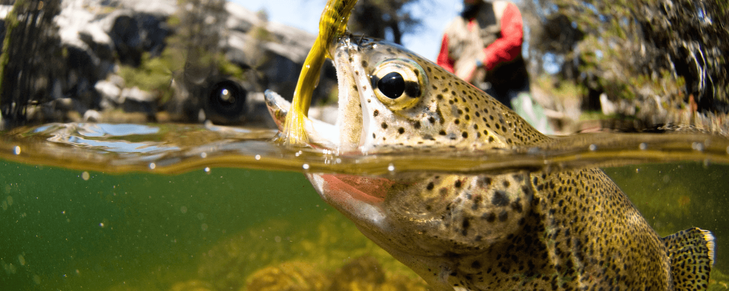 Guía para temporada pesca